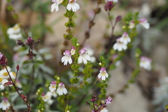 Euphrasia transmorrisonensis
