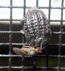 Rhyssomatus lineaticollis