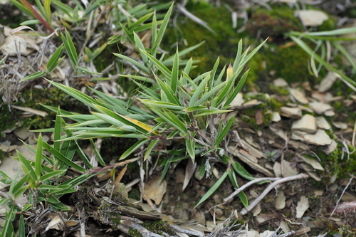 Image of Yushania niitakayamensis by (c) Cynthia Su, some rights reserved (CC BY)