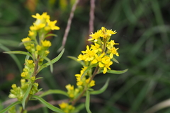 Solidago
