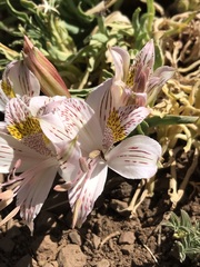Alstroemeria pallida
