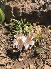 Alstroemeria pallida