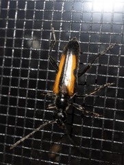 Strangalepta abbreviata