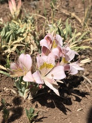 Alstroemeria pallida
