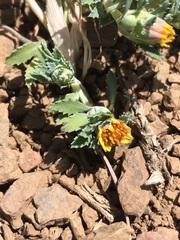 Chaetanthera flabellata