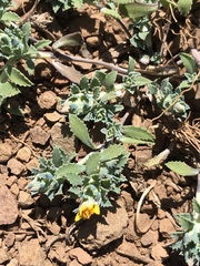 Chaetanthera flabellata