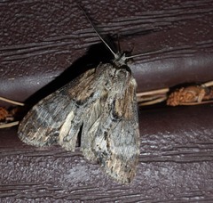 Dasylophia thyatiroides