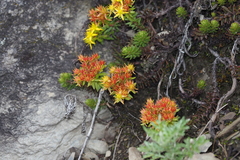 Sedum morrisonense