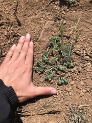 Chaetanthera flabellata