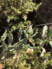 Mutisia sinuata