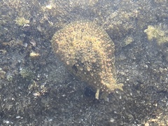 Dolabrifera nicaraguana