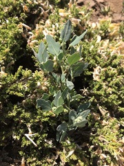 Chenopodium philippianum