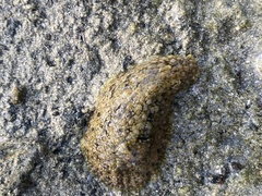 Dolabrifera nicaraguana