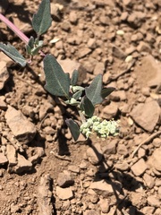 Chenopodium philippianum