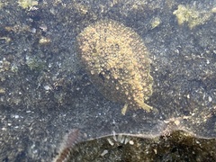 Dolabrifera nicaraguana