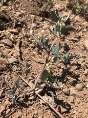 Chenopodium philippianum