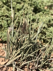 Hordeum comosum