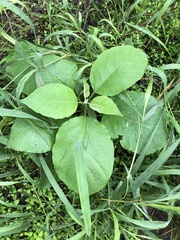 Solanum erianthum