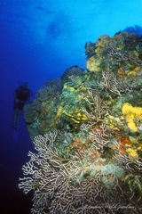 Iciligorgia schrammi