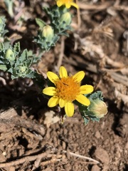 Chaetanthera flabellata