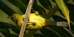Icterus northropi