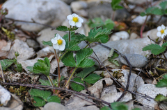 Fragaria vesca