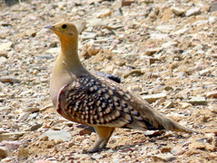 Pterocles namaqua