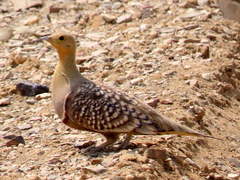 Pterocles namaqua