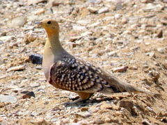 Pterocles namaqua