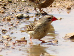 Quelea quelea lathamii