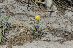 Apatesieae