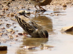 Quelea quelea lathamii