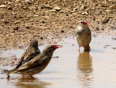 Quelea quelea lathamii