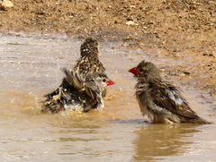 Quelea quelea lathamii