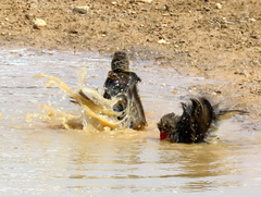 Quelea quelea lathamii