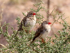 Quelea quelea lathamii