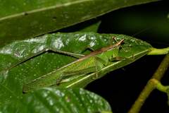 Melanophoxus brunneri