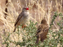 Quelea quelea lathamii