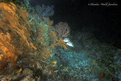 Plumapathes pennacea