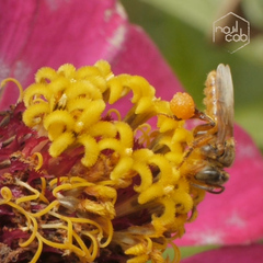 Tetragona perangulata