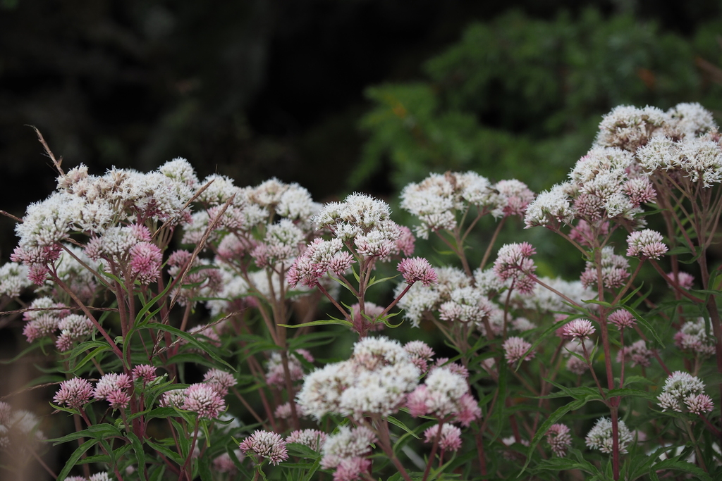 Eupatorium spp. (62-340 Facultative Species) · iNaturalist