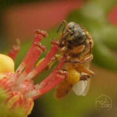 Tetragona perangulata