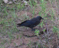 Corvus dauuricus