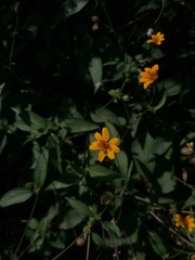 Wedelia acapulcensis