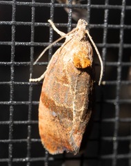 Evora hemidesma