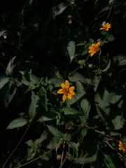 Wedelia acapulcensis