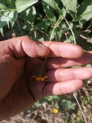 Wedelia acapulcensis