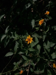 Wedelia acapulcensis