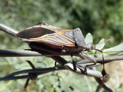 Pachylis neocalifornicus