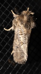 Acrolophus arcanella